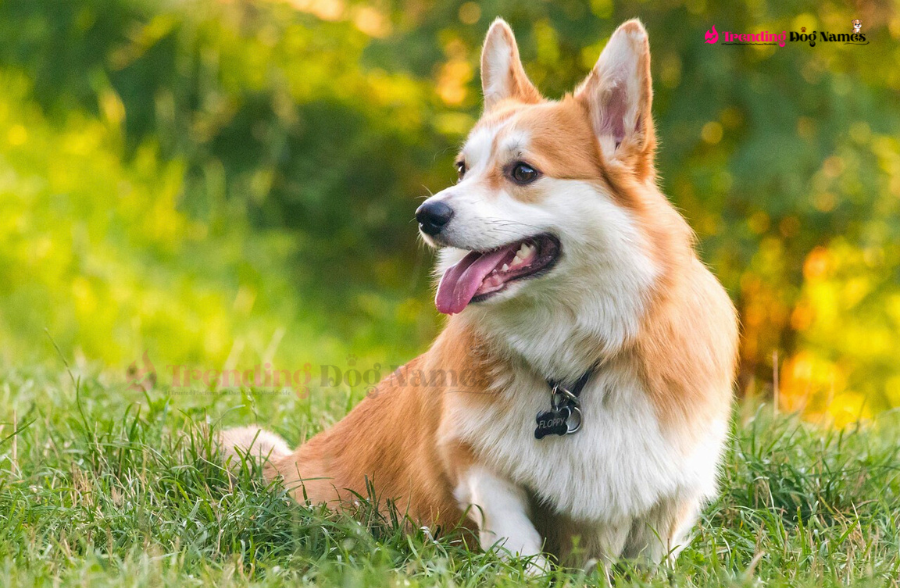 Most Popular Dog Names in Denmark