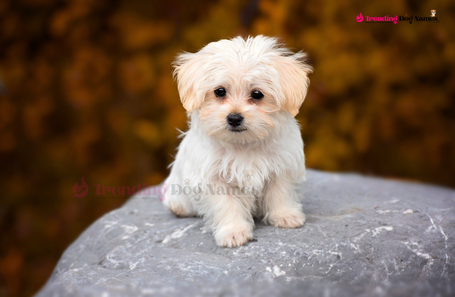 Most Popular Male Female Dog Names in Australia