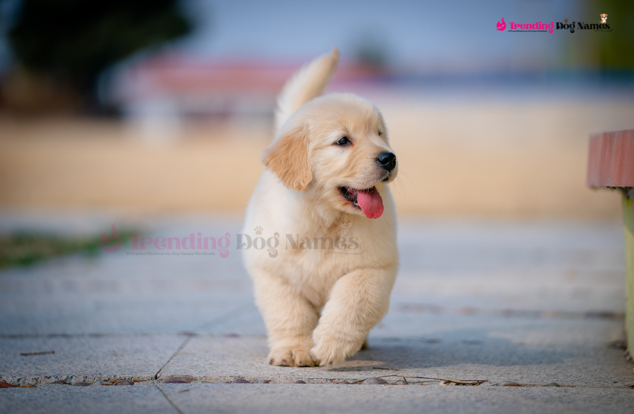 Polish Dog Names, Popular Dog Names in Poland